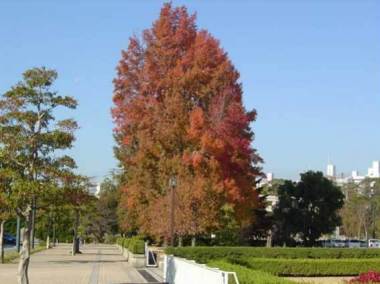 写真：紅葉まぶしいタイワンフウ