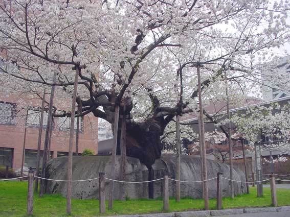 写真：石割桜