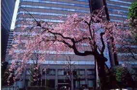 写真：桜