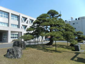 写真:庁舎・黒松・佐治石